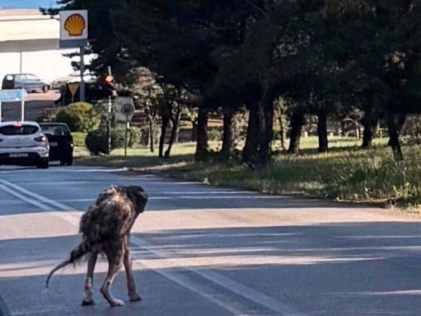 Άσπρα Σπίτια Βοιωτίας: Έκκληση για να σωθεί σκελετωμένος και άρρωστος σκύλος