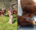 Στο Α.Π.Θ. θα χειρουργηθεί το τραυματισμένο αλογάκι που περιφερόταν για καιρό στο Άστρος Αρκαδίας (βίντεο)