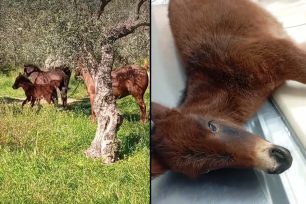 Στο Α.Π.Θ. θα χειρουργηθεί το τραυματισμένο αλογάκι που περιφερόταν για καιρό στο Άστρος Αρκαδίας (βίντεο)