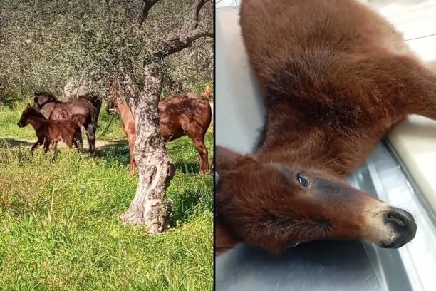 Στο Α.Π.Θ. θα χειρουργηθεί το τραυματισμένο αλογάκι που περιφερόταν για καιρό στο Άστρος Αρκαδίας (βίντεο)