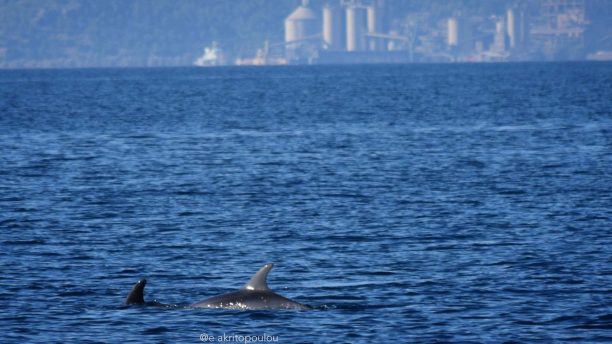 Τα δελφίνια όχι μόνο καταπίνουν μικροπλαστικά αλλά τα εισπνέουν κιόλας
