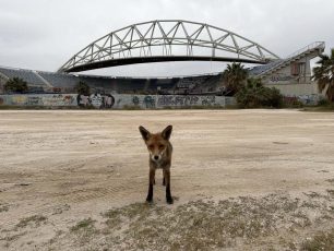 Φάληρο Αττικής: Αλεπού παίζει με σκύλο (βίντεο)