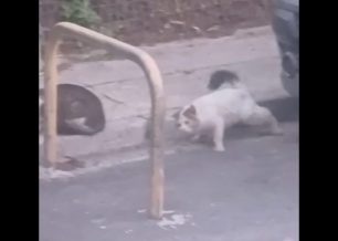 Γαλάτσι Αττικής: Έκκληση για να σωθεί γάτα που παραπαίει (βίντεο)
