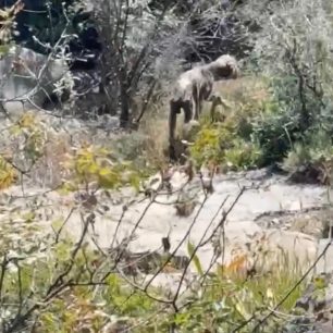 Γαλαξίδι Φωκίδας: Έκκληση για να σωθεί άρρωστος και σκελετωμένος σκύλος (βίντεο) 1 GalaxidiFokidasSkeletomenosSkylos27 4 2026 0