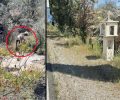 Γαλαξίδι Φωκίδας: Έκκληση για να σωθεί άρρωστος και σκελετωμένος σκύλος (βίντεο)