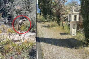 Γαλαξίδι Φωκίδας: Έκκληση για να σωθεί άρρωστος και σκελετωμένος σκύλος (βίντεο)