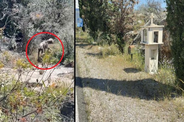 Γαλαξίδι Φωκίδας: Έκκληση για να σωθεί άρρωστος και σκελετωμένος σκύλος (βίντεο)