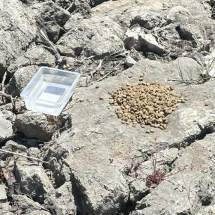 Γαλαξίδι Φωκίδας: Έκκληση για να σωθεί άρρωστος και σκελετωμένος σκύλος (βίντεο) 3 GalaxidiFokidasSkeletomenosSkylos27 4 2026 3