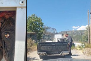 Γαλαξίδι Φωκίδας: Σε τραγική κατάσταση ο σκελετωμένος σκύλος που αιμορραγεί  – Τον έπιασε εθελοντής (βίντεο)