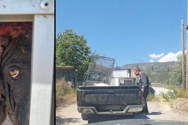 Γαλαξίδι Φωκίδας: Σε τραγική κατάσταση ο σκελετωμένος σκύλος που αιμορραγεί  – Τον έπιασε εθελοντής (βίντεο)