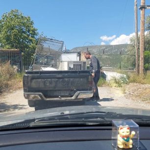 Γαλαξίδι Φωκίδας: Σε τραγική κατάσταση ο σκελετωμένος σκύλος που αιμορραγεί – Τον έπιασε εθελοντής (βίντεο) 1 GalaxidiFokidasSkylosSkeletomenos29 4 2026 0
