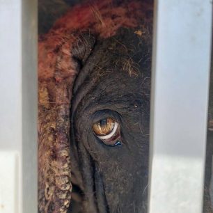 Γαλαξίδι Φωκίδας: Σε τραγική κατάσταση ο σκελετωμένος σκύλος που αιμορραγεί – Τον έπιασε εθελοντής (βίντεο) 2 GalaxidiFokidasSkylosSkeletomenos29 4 2026 4