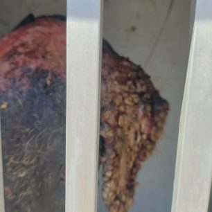 Γαλαξίδι Φωκίδας: Σε τραγική κατάσταση ο σκελετωμένος σκύλος που αιμορραγεί – Τον έπιασε εθελοντής (βίντεο) 7 GalaxidiFokidasSkylosSkeletomenos29 4 2026 7