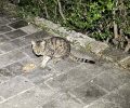 Ρόδος: Γάτα με γάζα και πεταλούδα στο πόδι περιφέρεται αδέσποτη – Έκκληση για να σωθεί (βίντεο)