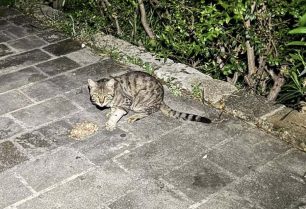 Ρόδος: Γάτα με γάζα και πεταλούδα στο πόδι περιφέρεται αδέσποτη – Έκκληση για να σωθεί (βίντεο)
