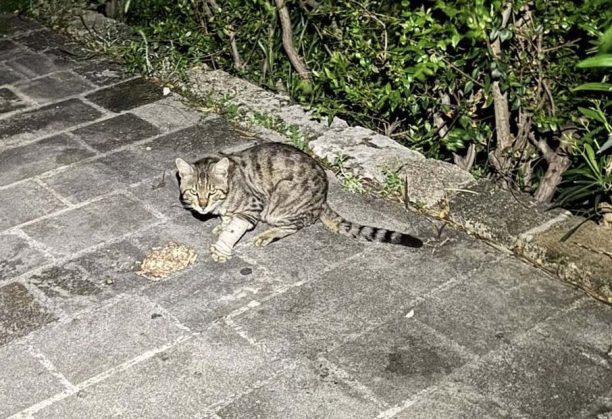 Ρόδος: Γάτα με γάζα και πεταλούδα στο πόδι περιφέρεται αδέσποτη – Έκκληση για να σωθεί (βίντεο)