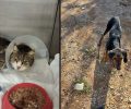 Χωρίς πρόγραμμα περίθαλψης και στειρώσεις για τ’ αδέσποτα ο Δήμος Ραφήνας Πικερμίου