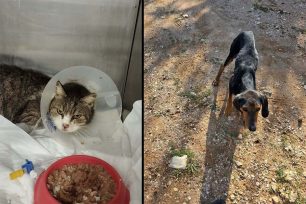 Χωρίς πρόγραμμα περίθαλψης και στειρώσεις για τ’ αδέσποτα ο Δήμος Ραφήνας Πικερμίου