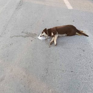 Γύθειο Λακωνίας: Με φόλες δολοφόνησε σκυλιά 3 GytheioLakoniasDilitiriasmenaSkylia30 4 2026 4