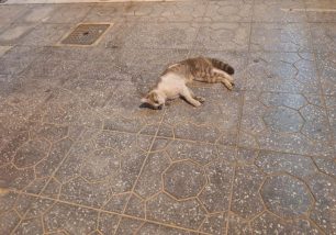 Καλλιθέα Αττικής: Βρήκε γάτα να πεθαίνει δηλητηριασμένη από φόλα