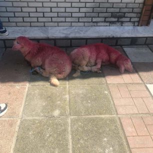 KaloxoriThessalonikisProvataVammenaDemena23 4 2026 2