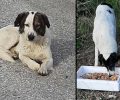 Αναζητούν σκυλιά που επανεντάχτηκαν από τον Δήμο Καβάλας αλλά παραμένουν εξαφανισμένα (βίντεο)