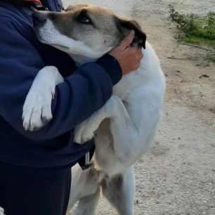 Αναζητούν σκυλιά που επανεντάχτηκαν από τον Δήμο Καβάλας αλλά παραμένουν εξαφανισμένα (βίντεο) 2 KavalaAdespotaSkylia21 4 2026 3