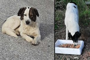 Αναζητούν σκυλιά που επανεντάχτηκαν από τον Δήμο Καβάλας αλλά παραμένουν εξαφανισμένα (βίντεο)