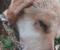 Κουφάλια Θεσσαλονίκης: Με φόλες δολοφόνησε γάτες και σκύλο