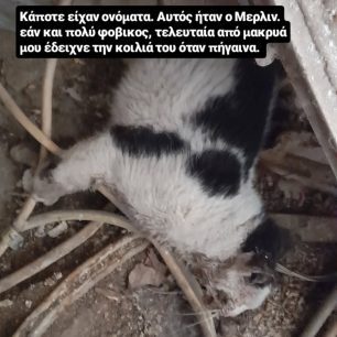 Λάρισα: Βρήκε αδέσποτες γάτες που φρόντιζε 9 χρόνια δολοφονημένες με φόλες (βίντεο) 1 LarisaGatesDilitiriasmenes30 3 2026 4