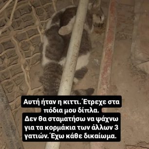 Λάρισα: Βρήκε αδέσποτες γάτες που φρόντιζε 9 χρόνια δολοφονημένες με φόλες (βίντεο) 4 LarisaGatesDilitiriasmenes30 3 2026 5