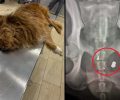 Λιθότοπος Σερρών: Πυροβόλησε σκύλο με αεροβόλο στην σπονδυλική στήλη – Έκκληση για τα έξοδα της επέμβασης (βίντεο)