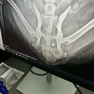 Λιθότοπος Σερρών: Πυροβόλησε σκύλο με αεροβόλο στην σπονδυλική στήλη – Έκκληση για τα έξοδα της επέμβασης (βίντεο) 2 LithotoposSerronSkylosPyrovolimenosAerovoloAktinoAktinografia31 3 2026 2