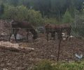 Λιβαδειά Βοιωτίας: Καταγγέλλουν την κακοποίηση γαϊδουριών και μουλαριών από τον παπά ιδιοκτήτη τους (βίντεο)