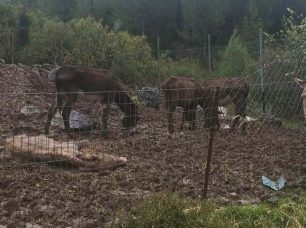 Λιβαδειά Βοιωτίας: Καταγγέλλουν την κακοποίηση γαϊδουριών και μουλαριών από τον παπά ιδιοκτήτη τους (βίντεο)