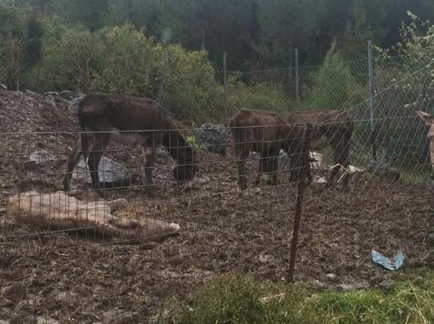 Λιβαδειά Βοιωτίας: Καταγγέλλουν την κακοποίηση γαϊδουριών και μουλαριών από τον παπά ιδιοκτήτη τους (βίντεο)