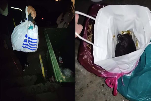 Μεταμόρφωση Αττικής: Βρήκαν νεογέννητα γατάκια σε σακούλα πεταμένα σε κάδο σκουπιδιών (βίντεο)