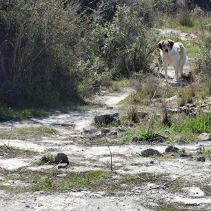Αδέσποτα μένουν χωρίς νερό και τροφή – Που πάνε τα χρήματα που ξοδεύει ο Δήμος Βόλου; (Βίντεο) 6 MozasMagnisiasAdespotaTaistra15 3 2026 14