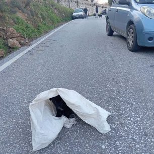 Νάξος: Πυροβόλησε δύο σκυλιά με κυνηγετικό όπλο - Το ένα πέθανε το δεύτερο είναι τραυματισμένο (βίντεο) 11 NaxosKoutaviTsouvali19 2 2024 2