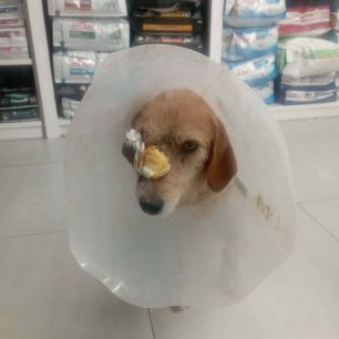 Συχνά τα περιστατικά με ζώα πυροβολημένα με κυνηγετικά και αεροβόλα όπλα στη Μαγνησία (βίντεο) 1 NeaAgxialosMagnisiasPyrovolimenosSkylos29 1 2026 3