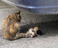 Κανείς δεν έδεσε γατάκια σε ουρά γάτας στη Νέα Ιωνία Μαγνησίας - fake news η viral «είδηση»