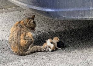 Κανείς δεν έδεσε γατάκια σε ουρά γάτας στη Νέα Ιωνία Μαγνησίας - fake news η viral «είδηση»