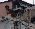 Χωρίς στήριξη από τον Δήμο Νίκαιας – Αγίου Ιωάννη Ρέντη εθελοντές φροντίζουν επιπλέον κακοποιημένα σκυλιά (βίντεο)