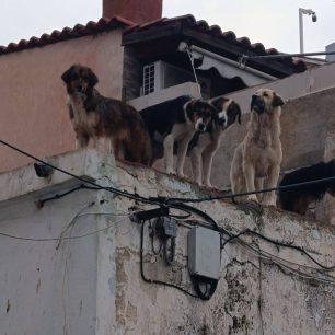Χωρίς στήριξη από τον Δήμο Νίκαιας – Αγίου Ιωάννη Ρέντη εθελοντές φροντίζουν επιπλέον κακοποιημένα σκυλιά (βίντεο) 3 NikaiaAttikisSkyliaTaratsa27 3 2026 1