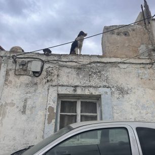 Χωρίς στήριξη από τον Δήμο Νίκαιας – Αγίου Ιωάννη Ρέντη εθελοντές φροντίζουν επιπλέον κακοποιημένα σκυλιά (βίντεο) 2 NikaiaAttikisSkyliaTaratsa27 3 2026 3