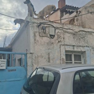 Χωρίς στήριξη από τον Δήμο Νίκαιας – Αγίου Ιωάννη Ρέντη εθελοντές φροντίζουν επιπλέον κακοποιημένα σκυλιά (βίντεο) 6 NikaiaAttikisSkyliaTaratsa27 3 2026 30