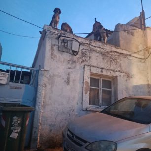 Χωρίς στήριξη από τον Δήμο Νίκαιας – Αγίου Ιωάννη Ρέντη εθελοντές φροντίζουν επιπλέον κακοποιημένα σκυλιά (βίντεο) 7 NikaiaAttikisSkyliaTaratsa27 3 2026 31