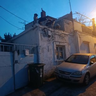 Χωρίς στήριξη από τον Δήμο Νίκαιας – Αγίου Ιωάννη Ρέντη εθελοντές φροντίζουν επιπλέον κακοποιημένα σκυλιά (βίντεο) 1 NikaiaAttikisSkyliaTaratsa27 3 2026 32