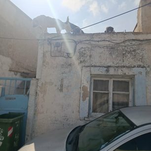 Χωρίς στήριξη από τον Δήμο Νίκαιας – Αγίου Ιωάννη Ρέντη εθελοντές φροντίζουν επιπλέον κακοποιημένα σκυλιά (βίντεο) 8 NikaiaAttikisSkyliaTaratsa27 3 2026 33