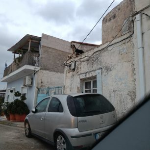 Χωρίς στήριξη από τον Δήμο Νίκαιας – Αγίου Ιωάννη Ρέντη εθελοντές φροντίζουν επιπλέον κακοποιημένα σκυλιά (βίντεο) 9 NikaiaAttikisSkyliaTaratsa27 3 2026 35